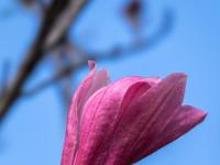 Magnolienblüte pink